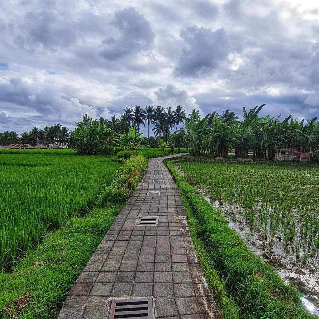 Ubud Rice Terrace