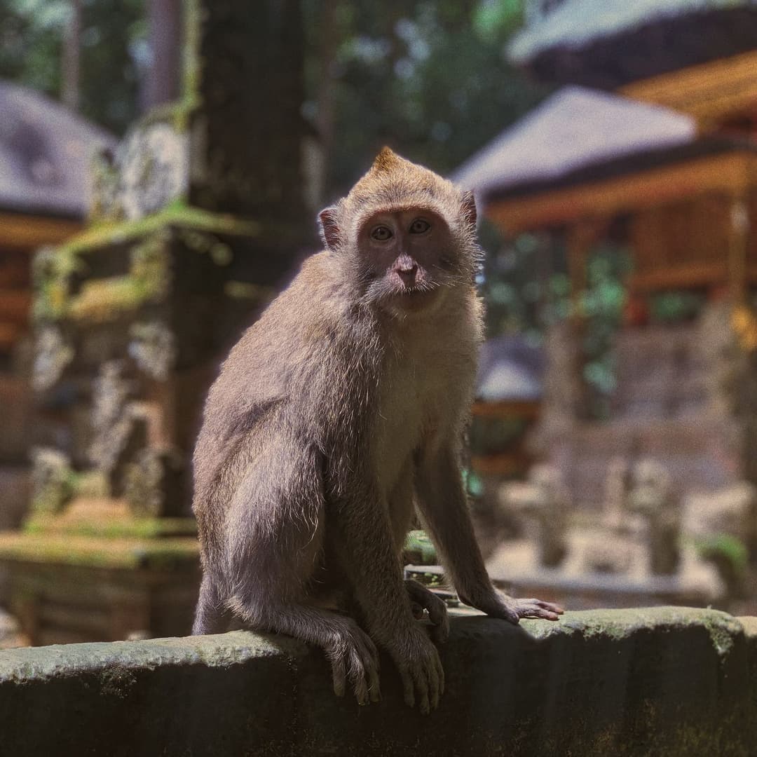 Sacred Monkey Forest