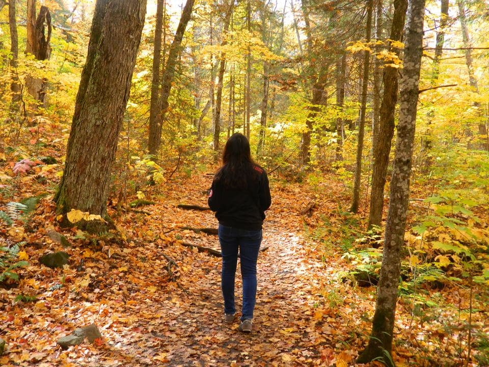Algonquin provincial park, Ontario