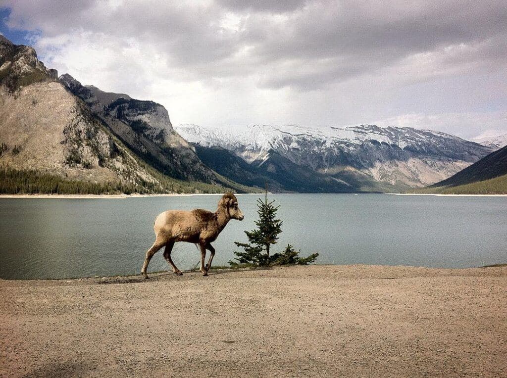 Canadian Rockies
