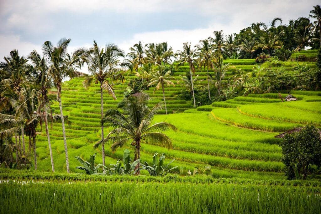 Rice terraces in Bali
