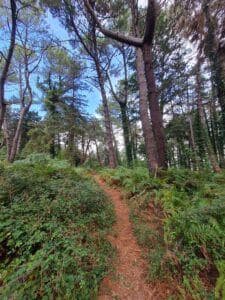 The path on the hike that we lost track of