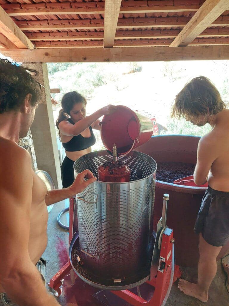 Winemaking in Croatia while volunteering there