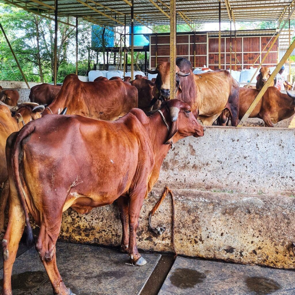 Cow-mmunication