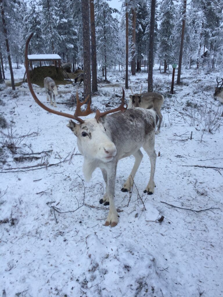 Reindeer in Lapland